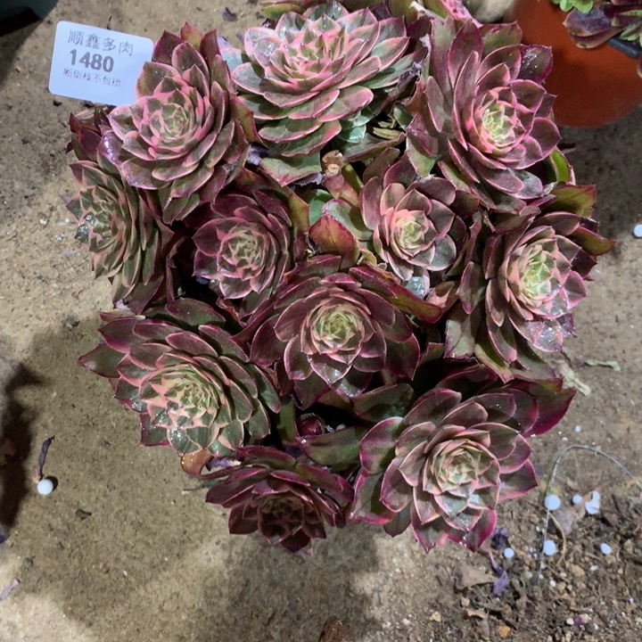 1480莲花座多肉植物