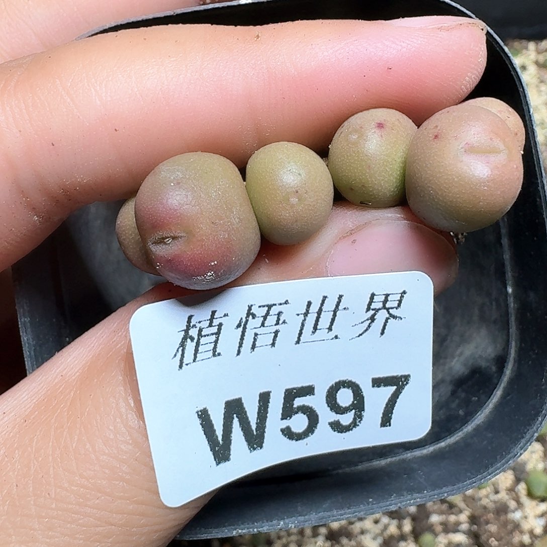 597盒多肉植物哇f c