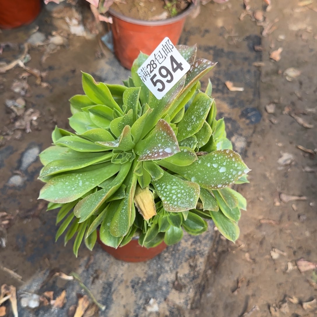 青檬多肉594满28包邮断枝不包