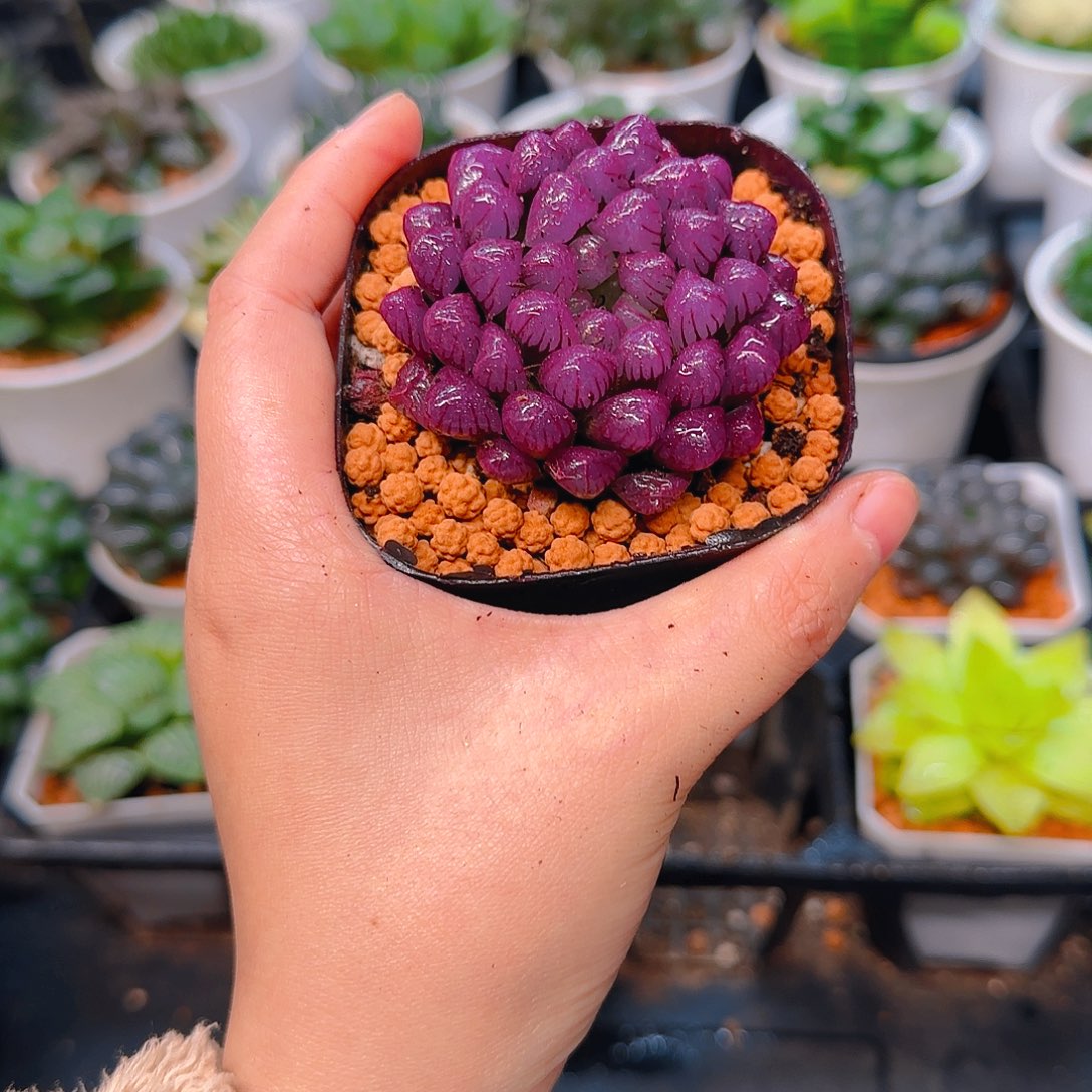 紫宝石冰灯玉露，原盆，人工上色