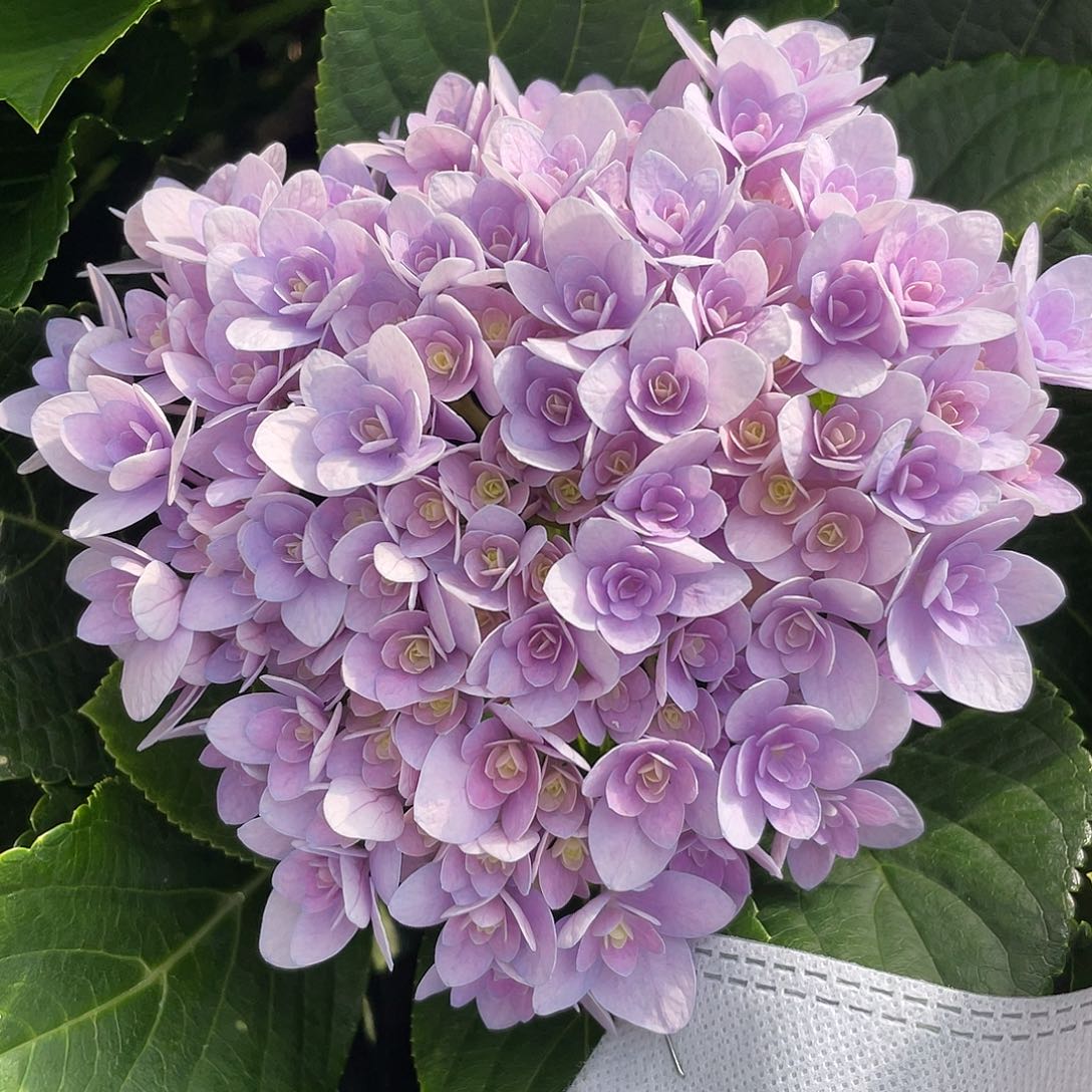 绣球切花一物一拍3枝起包邮，91