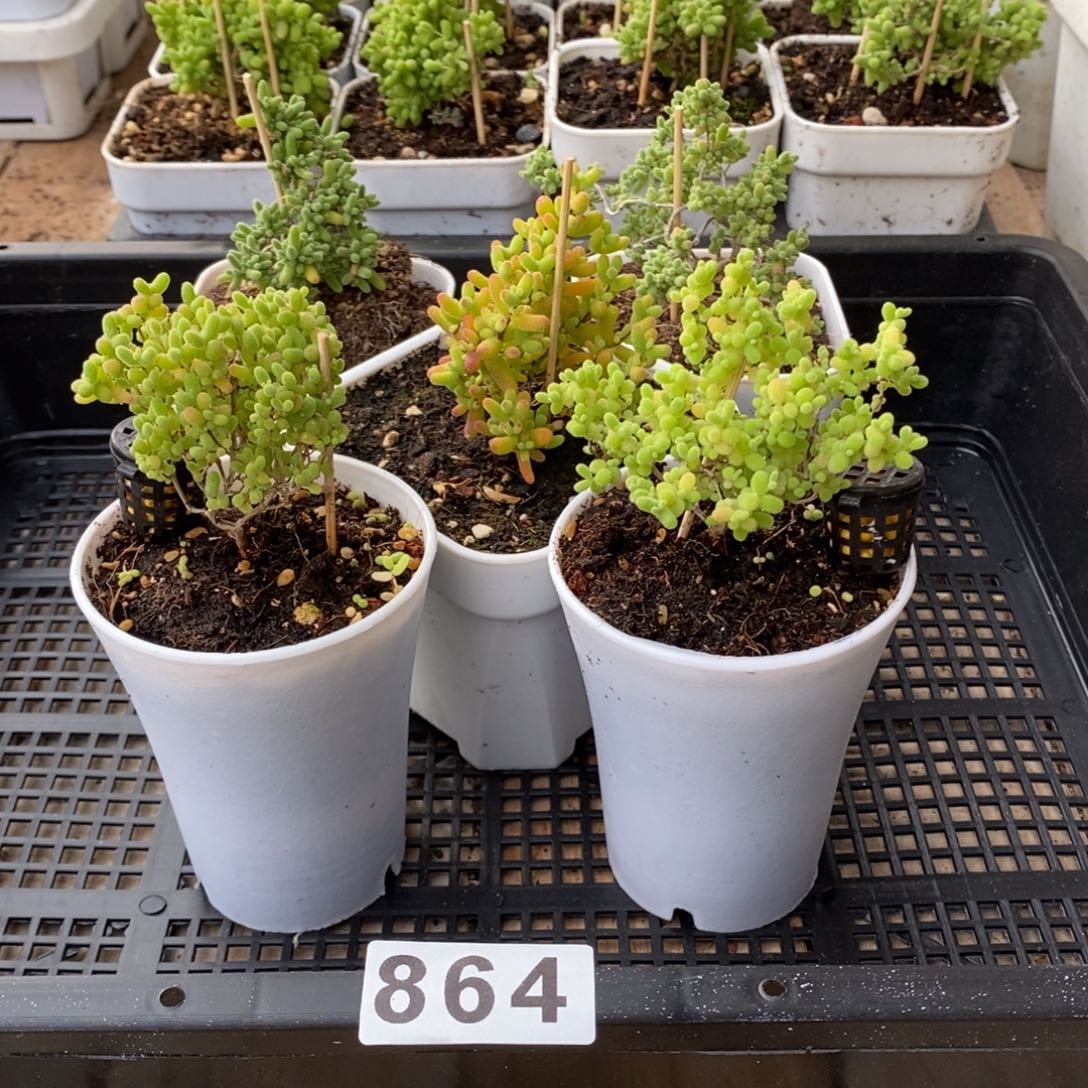 枝干番杏多肉植物864