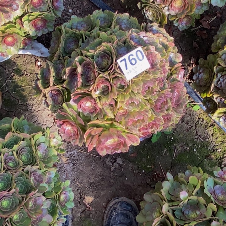 拉丝花花27-41花花