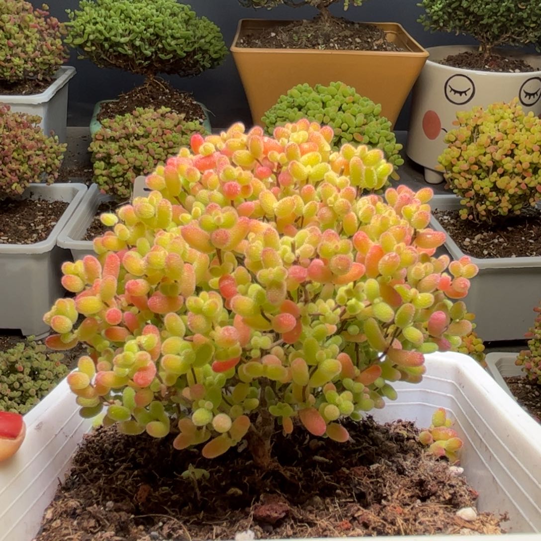 42蜜桔糖球优选枝干