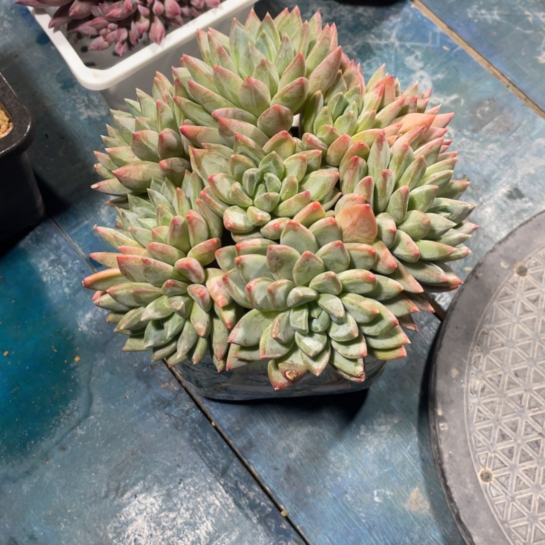 红蛋一物一拍中通快递