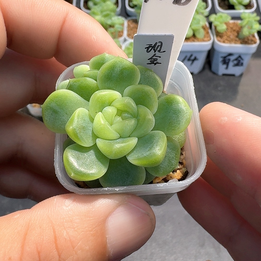 168号双头现金多肉11