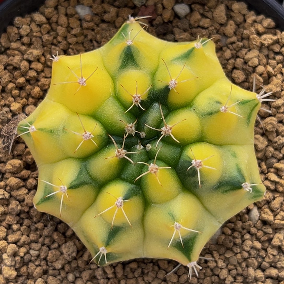 金丝雀 米哈仙人球