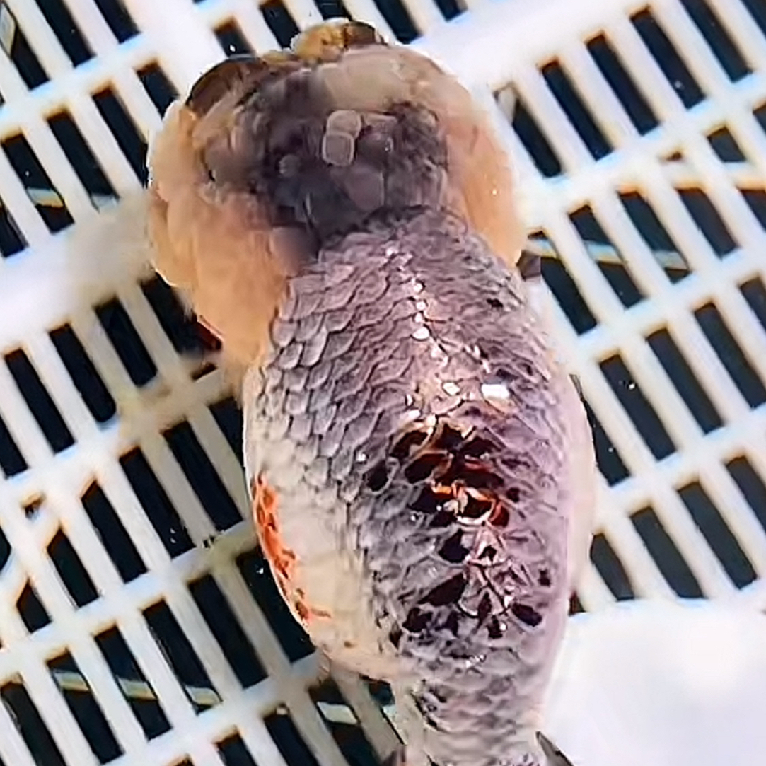 店铺拍下默认不发货，兰寿 奶牛 齐腮红 熊猫 麒麟 水墨 金虎 红虎