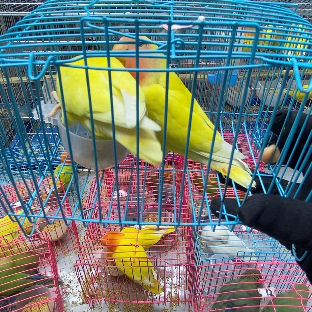 ꧔****桃脸牡丹鹦鹉黄桃