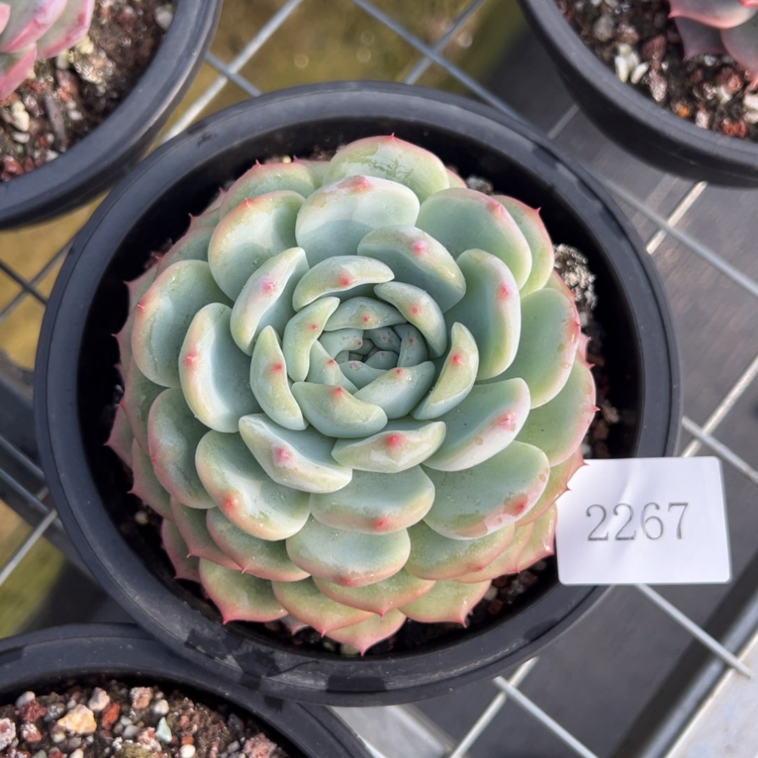 嵐*2267肉肉肉肉肉肉肉肉