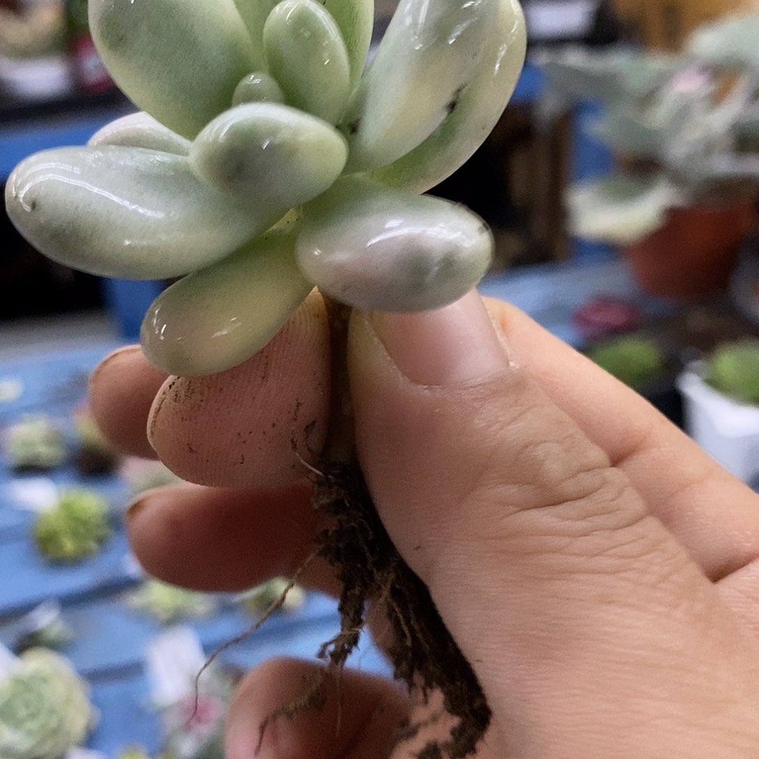 依*托100香水锦多肉植物哇啦塞，