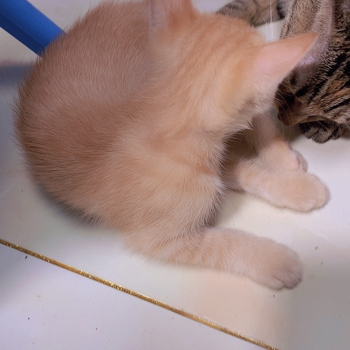 金水月轩墨条清仓