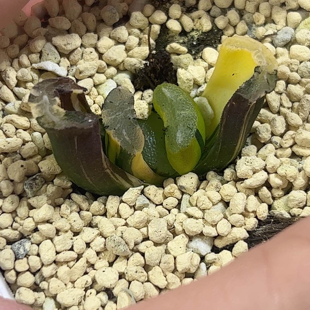 福娘锦十二卷多肉植物