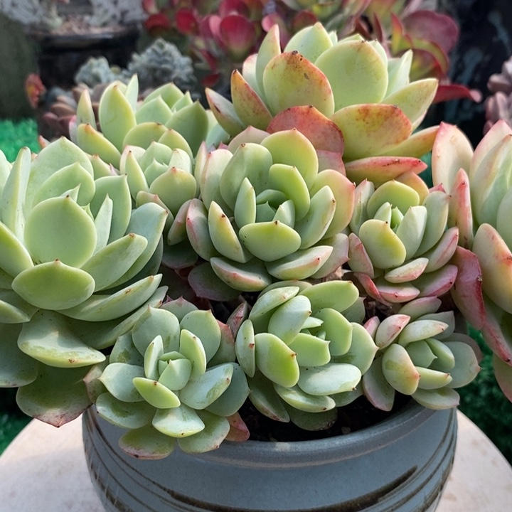 大恋曲整无砍老桩