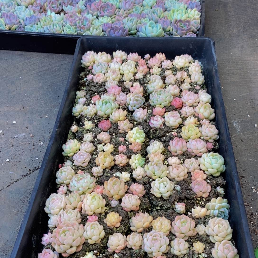 480多肉植物保护研究所所长助理研究员