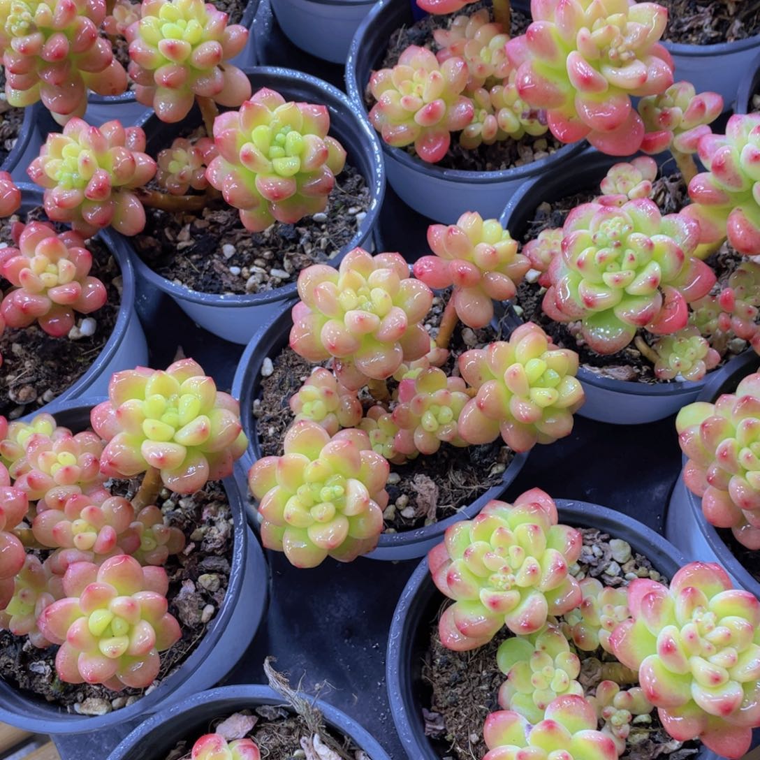 量拍117号 老桩香格里拉多头群一颗