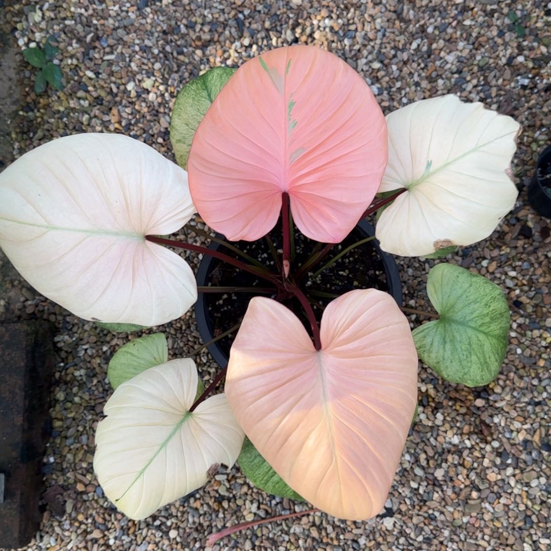 107-1128泰国发货千年健