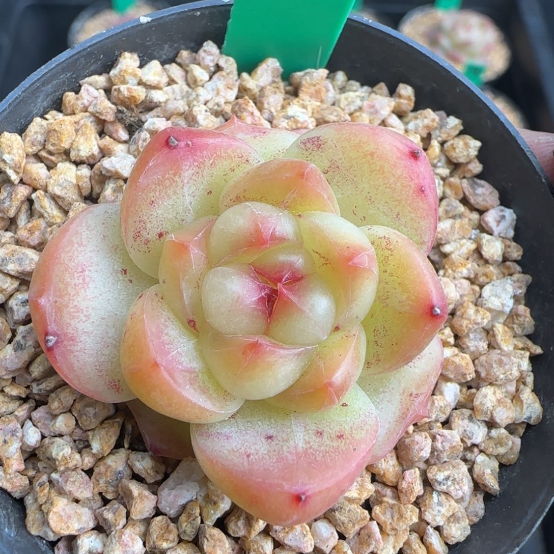 多肉207   糖心   5厘米盆