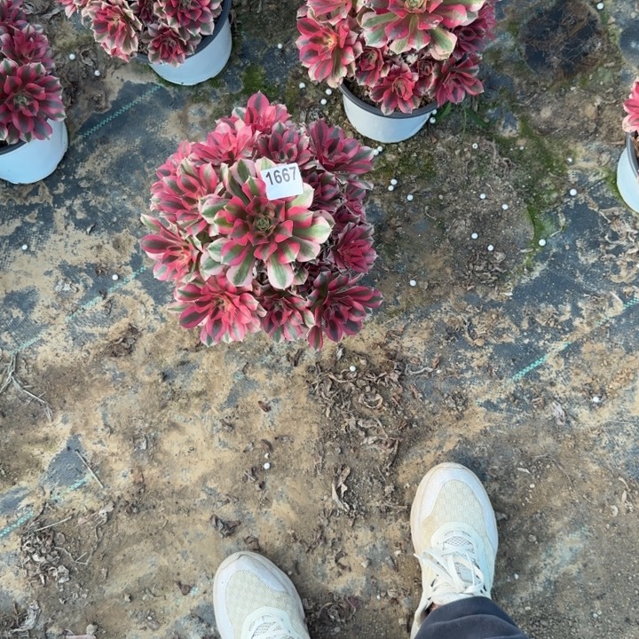 1667 清棚处理不包断枝