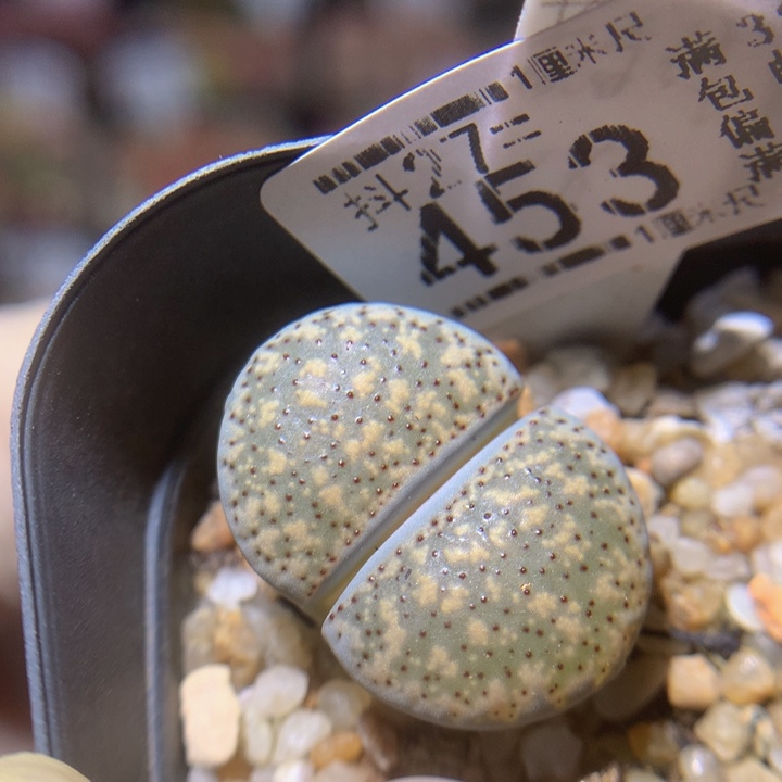 精品生石花27.453