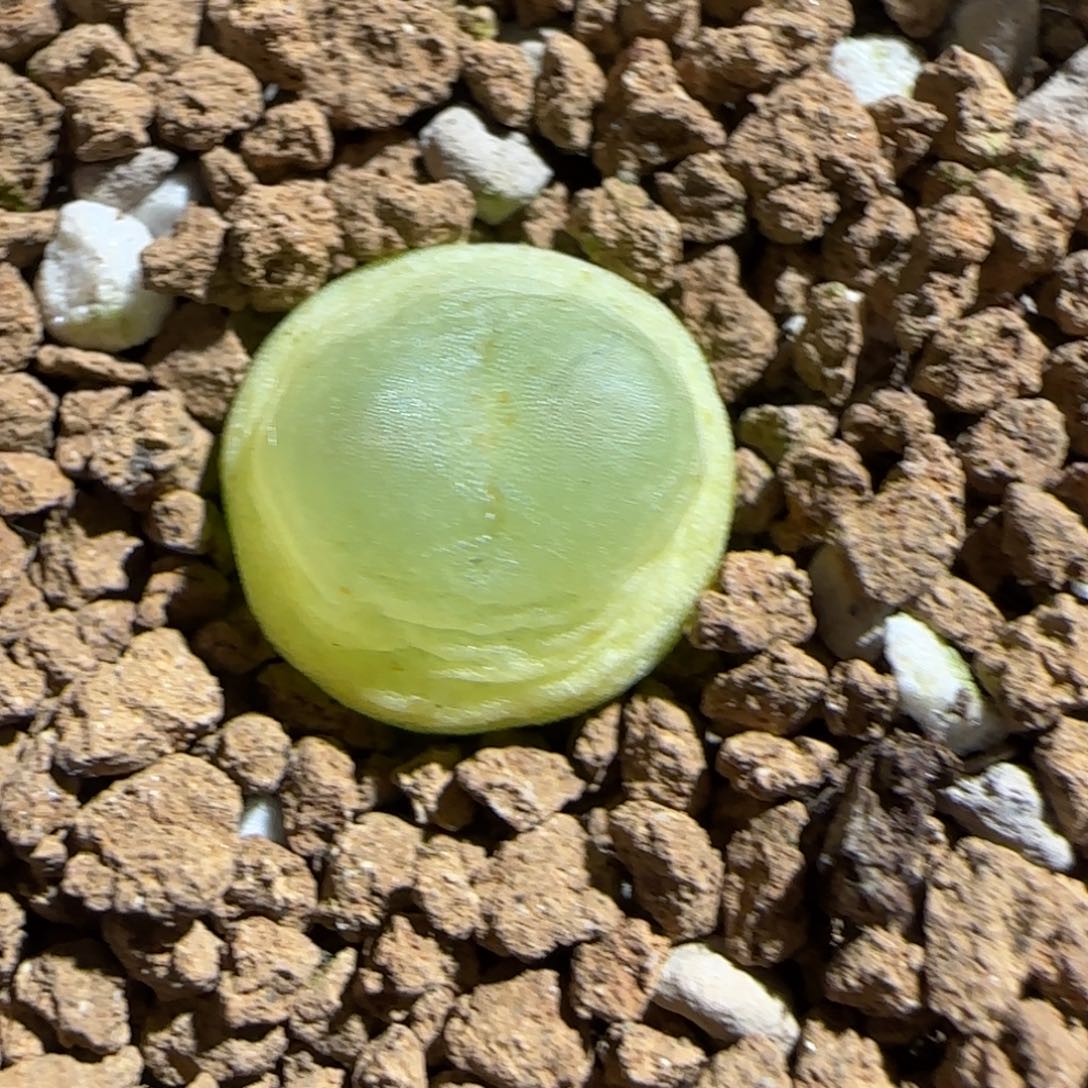 肉锥多肉植物组合-日式拉登305