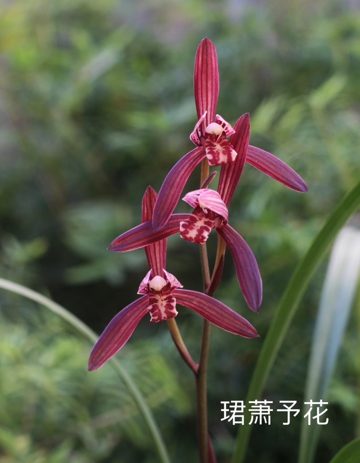 【珺萧予花】墨宝 建兰三剑客 子母2苗种好发货 紫蜻蜓 高端兰花