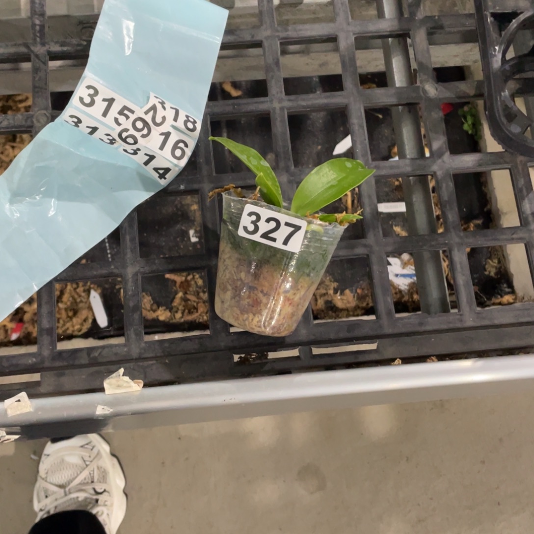 完全开放327福利多多