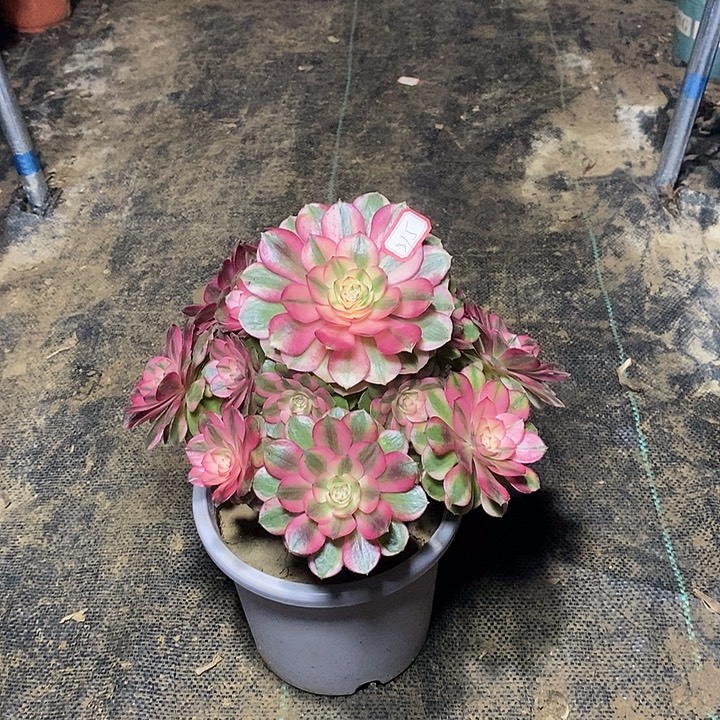 涵****315，倾城法师多肉1245789000000