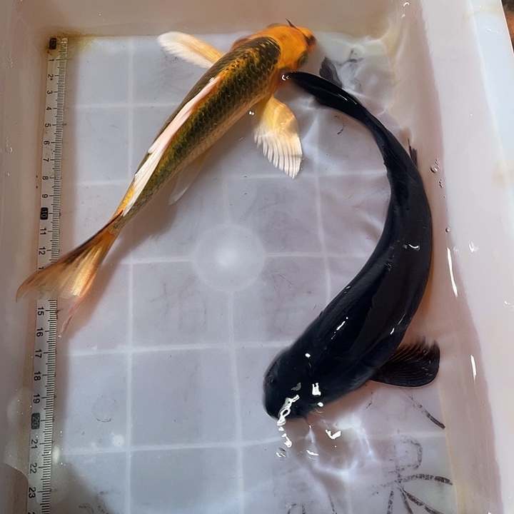 蝴蝶鲤鱼渔场直发20