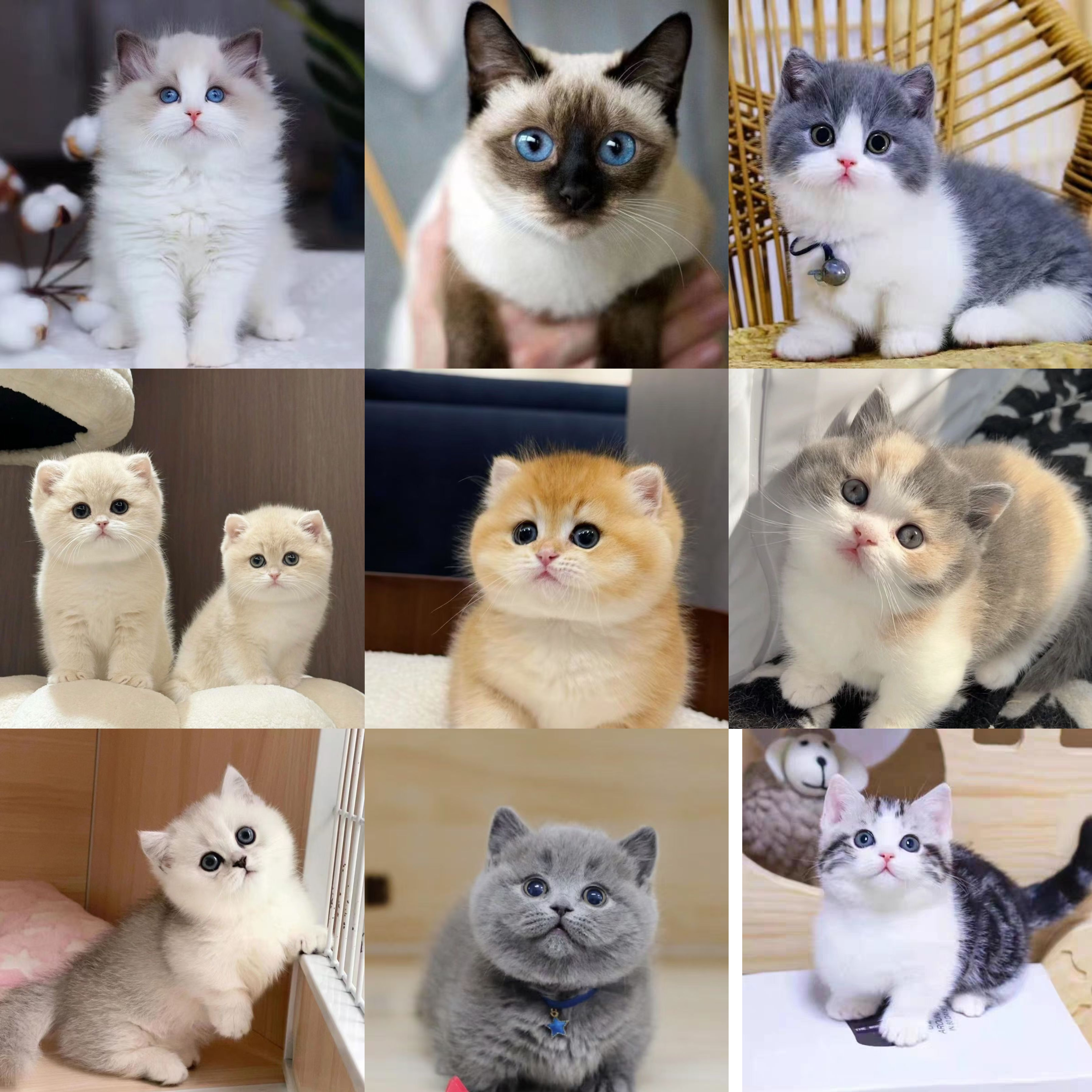 纯种美短英短金渐层布偶缅因暹罗起司虎斑紫金波斯猫小奶猫幼猫咪