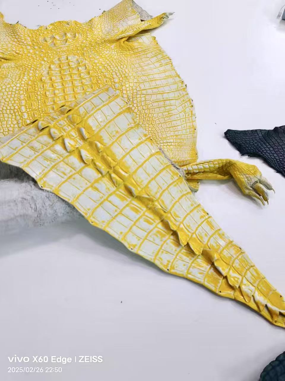 DE【手机包】“大凯凯”稀有动物皮意大利进口头层小牛皮女包（无链条）