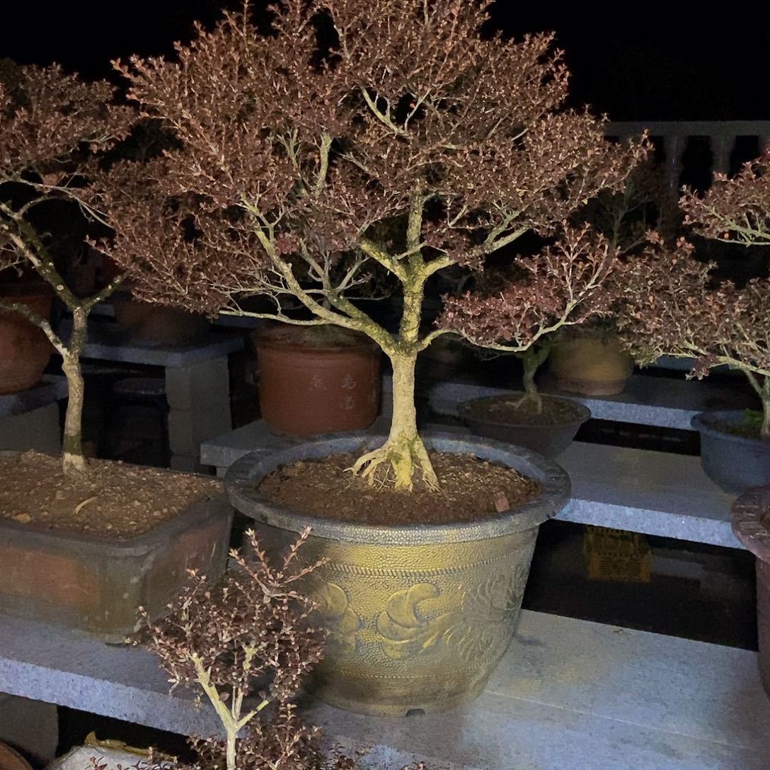 飄***定安徽大别山珍珠黄杨