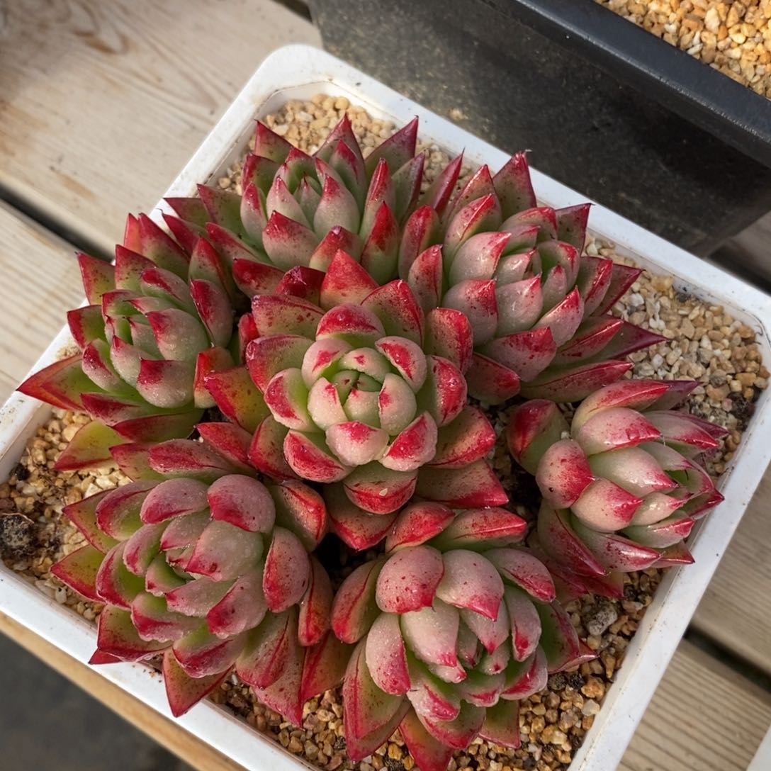 自助下单一物一拍多肉，下滑链接品种更多选择