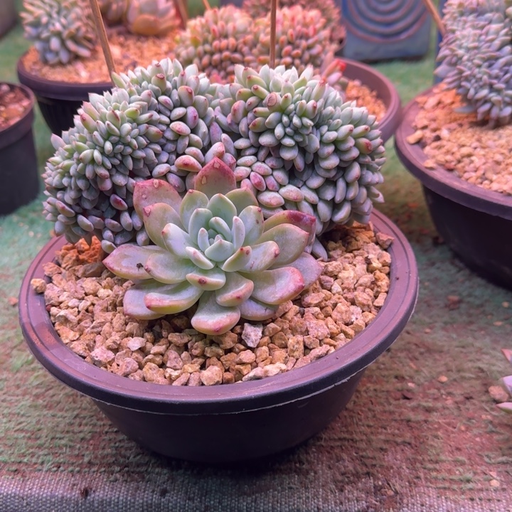 星影树缀无砍多肉