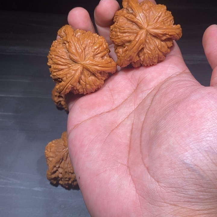 46毕业白狮子三棱