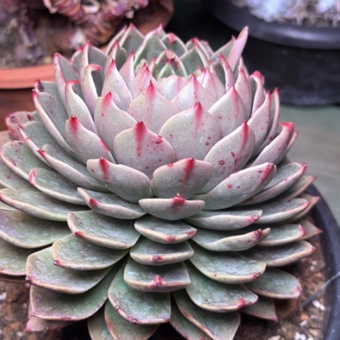 美**情多肉植物的植物