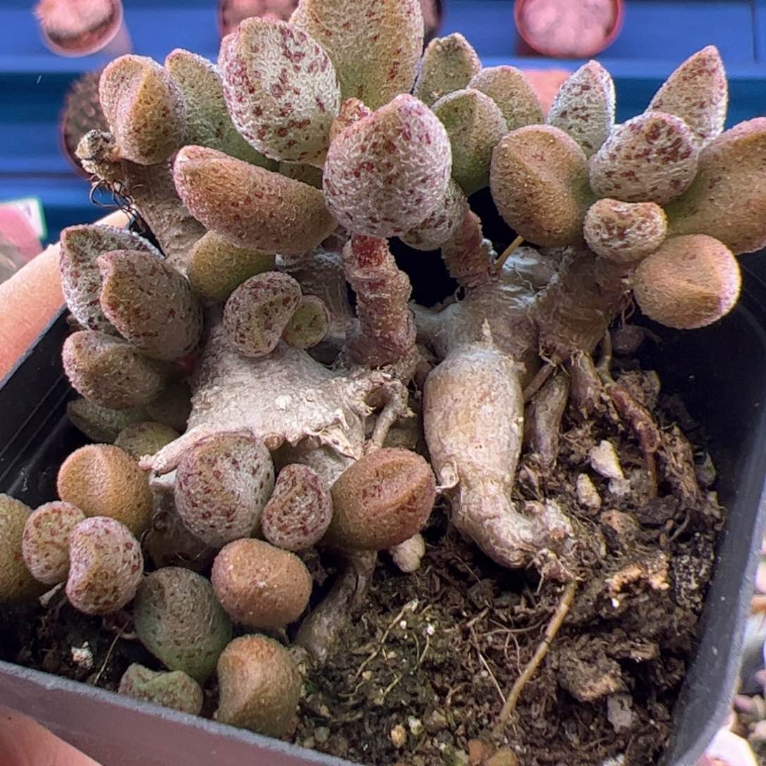 玛丽安。              