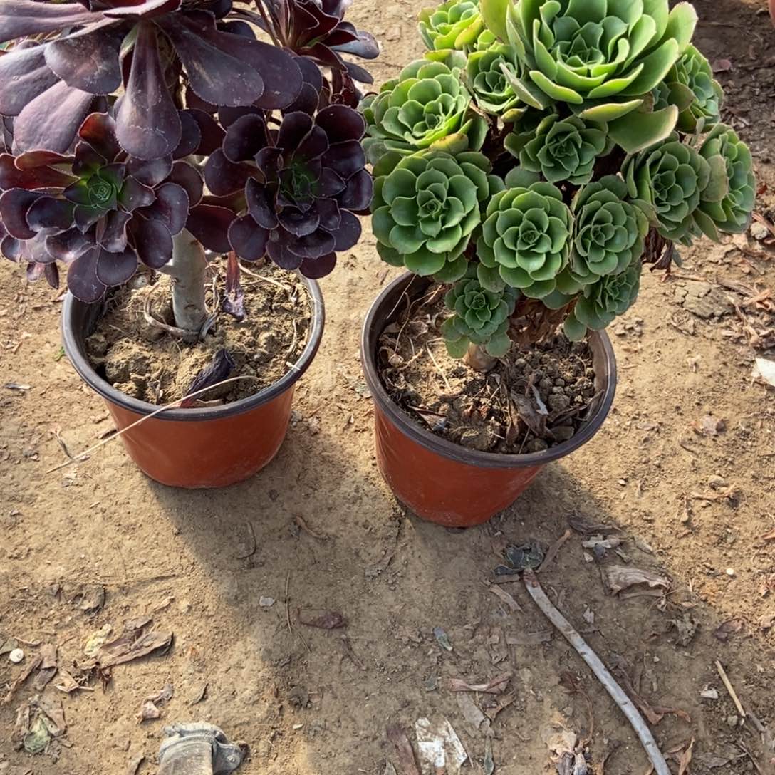 无花朵38号链家两颗不重复法师