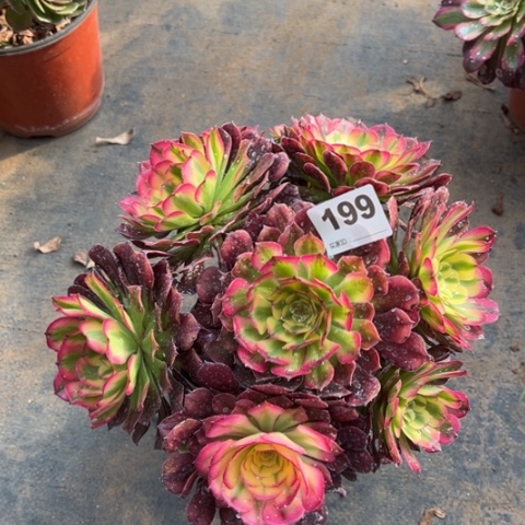 199维纳斯朵朵多肉，