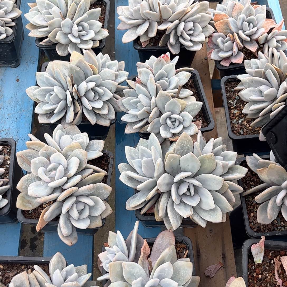 粉兔多肉00000000