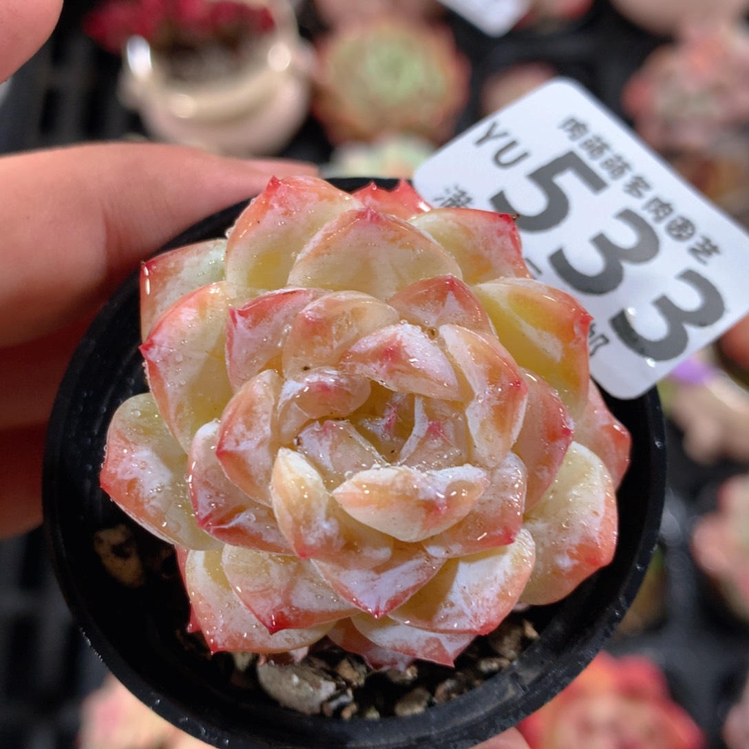 5CM拇指盆精控多肉YU533