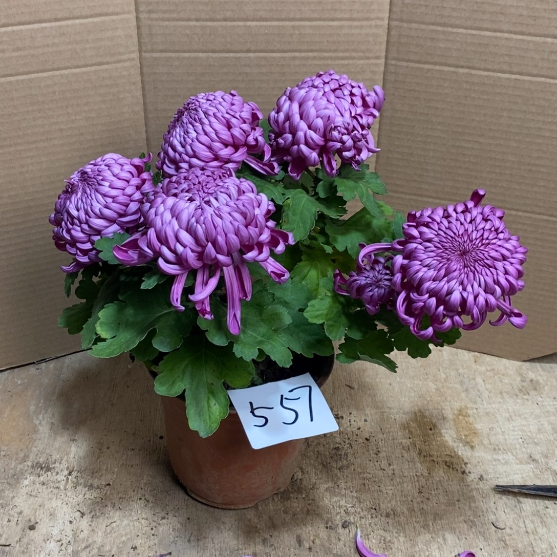 完全开放000000557