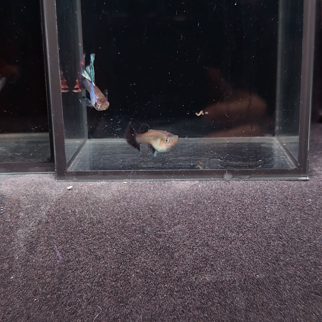 孔雀鱼玛晶塔半月尾一对