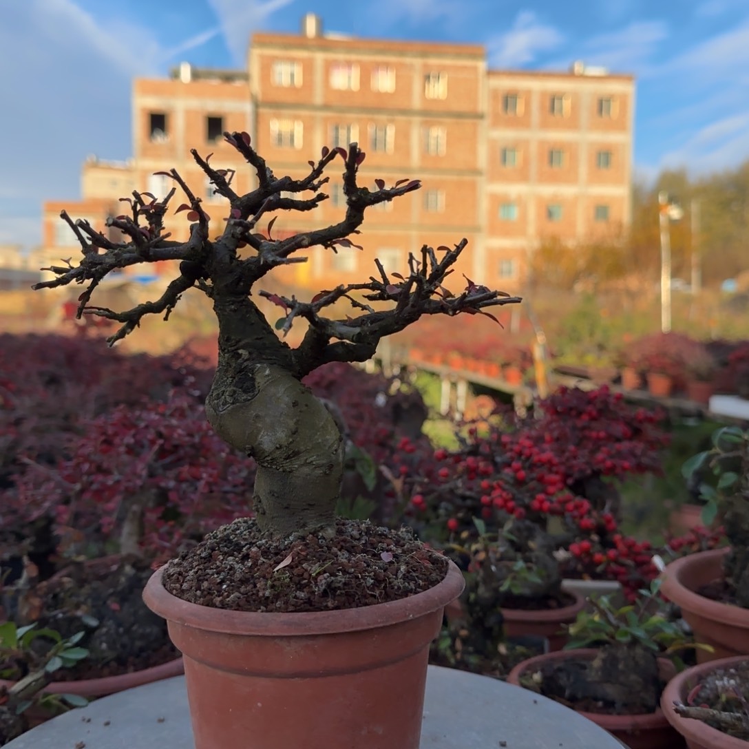 路***乙红花平枝栒子红花