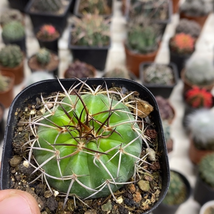 实生圆盘玉特价福利