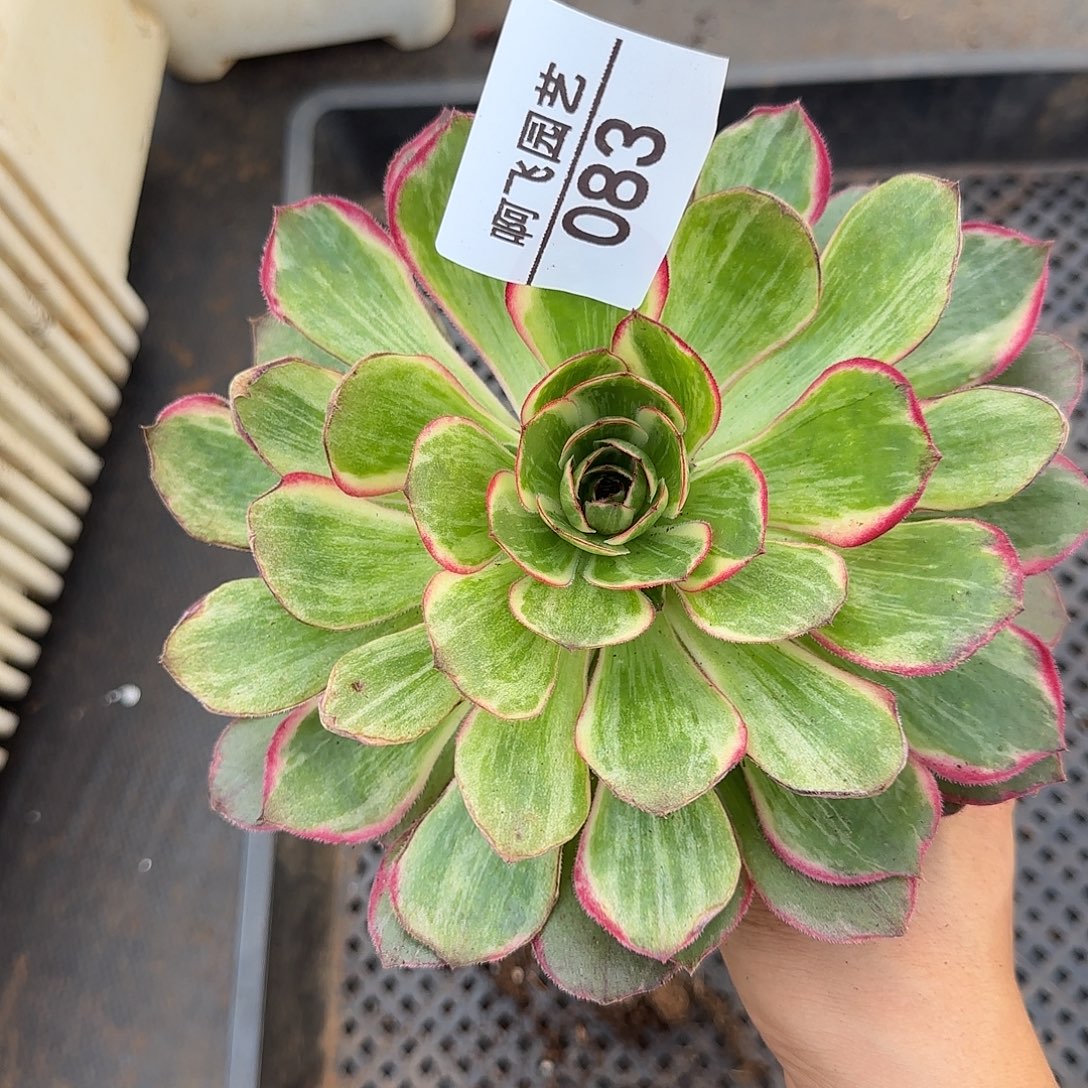 083多肉  桃花坞法师