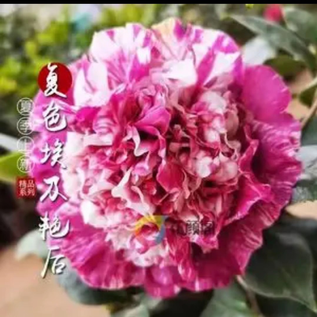 《复色埃及艳后》稀有名贵品种花卉绿植盆栽无花苞发货