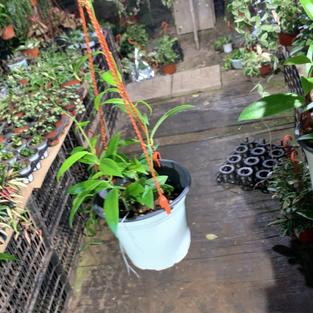 完全开放黄布拉轩