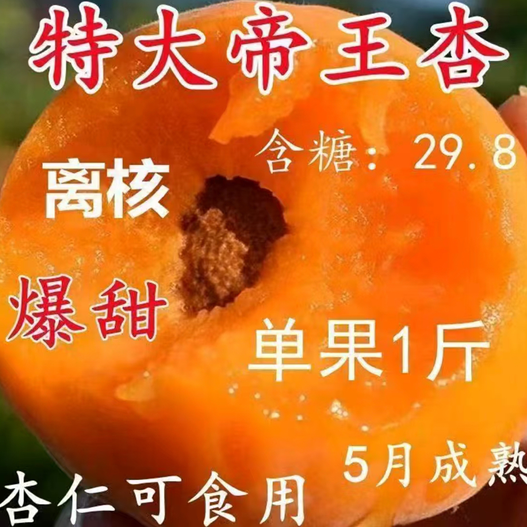 新品种杏树苗嫁接树苗，纯甜盆栽地栽南北方种植