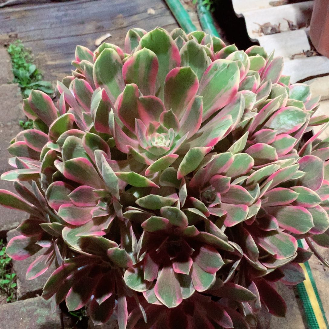 浣纱捧花，多肉植物